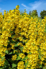 Beautiful yellow bells in summer garden.