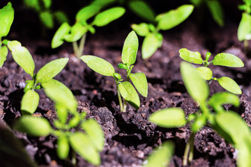 Young green shoots of the seedling