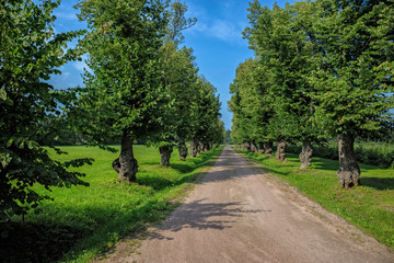 Country road lined with trees.