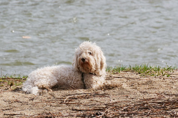 White bichon frise dog laying in the sand at the river