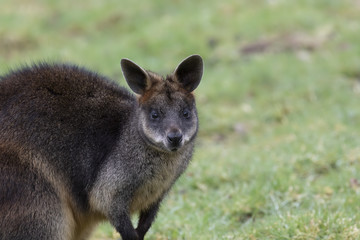 swamp wallaby, Wallabia bicolor, head portraits while feeding on grass in a field.