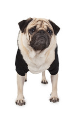 fighter little dog on jogging pug