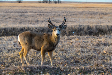 A Young Mule Deer Buck on a Cold Winter Morning