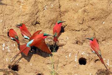 Carmine Bee Eaters nesting
