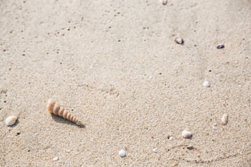 Little shell on sand beach