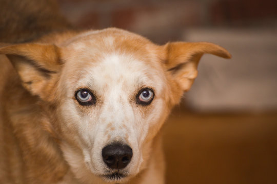Mature Dog with Bright Blue Eyes