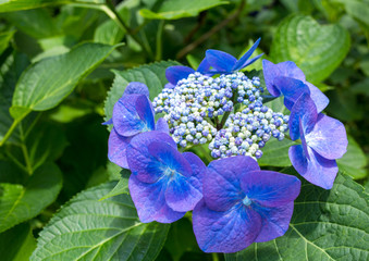 咲きかけのあじさい