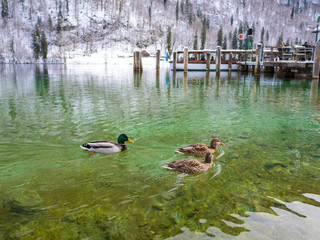 The view of ducks on a green lake in winter time boat port space. Berchtesgaden, Bavaria, Germany.