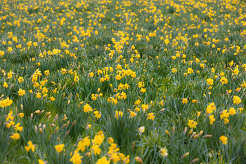 Fototapeta premium A field full of yellow narcissus flowers in spring. The focus is on the middle range. The flowers in the front and in the background are intentionally blur. Taken in April in Germany.