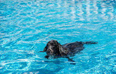 Fototapeta premium cocker