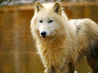 Fototapeta premium Loup blanc