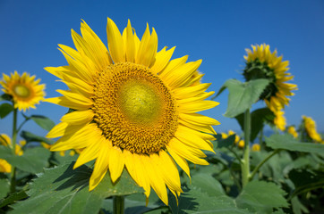 大きなひまわりの花斜め