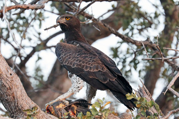 Martial Eagle with prey
