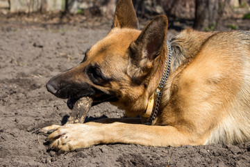 Cute german shepherd (sheepdog) gnaws wooden stick. Brown sheepdog in park. Young predator concept. Police breed dog. Fluffy pet and friend. Domestic animal concept. 