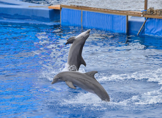 delfines saltando en piscina