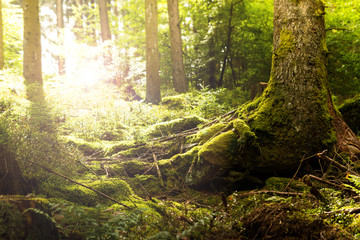 Bemooster Waldboden im Gegenlicht
