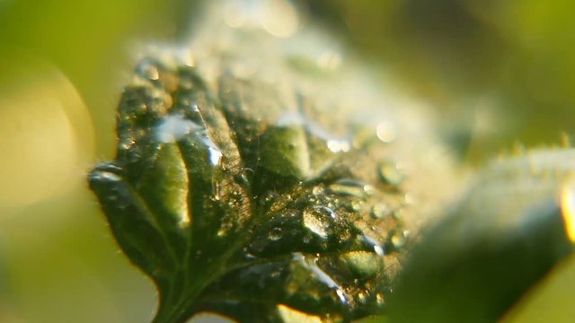 A striking macro of green leaves of a garden plant under the radiant raindrops on a sunny day in spring. The sun beams light up the surface