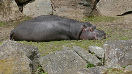 La sieste de l'hippopotame