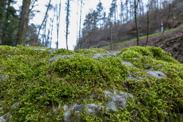 Natur Hintergrund