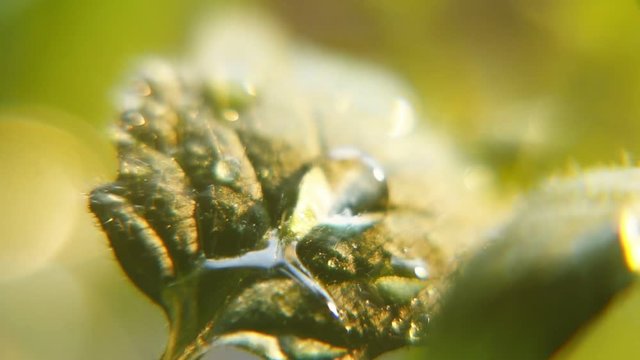 An arty macro of green leaves of a garden plant under the rain brooklets on a sunny day in spring. The sun rays light up the area