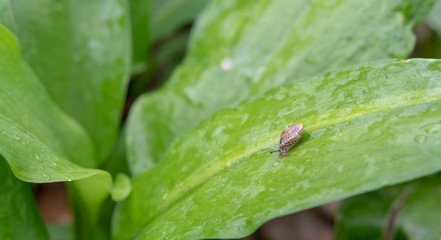 Schnecke auf grünem Blatt