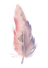 pink violet feather, watercolor effect
