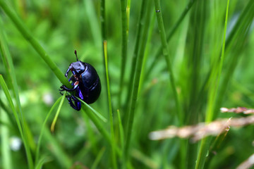 Dor Beetle climbing up a blade of grass