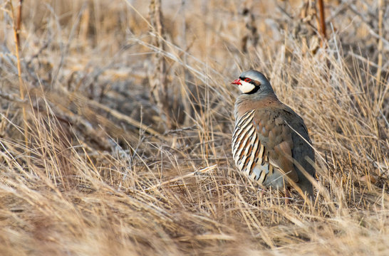 A Chukar Foraging for Food and Calling for its Mate