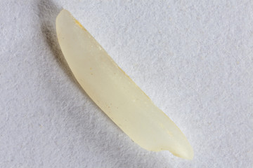 Grain de riz TGP