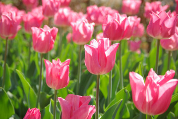 Tulipes roses au printemps
