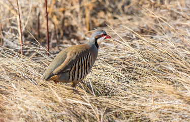 A Chukar Foraging for Food and Calling for its Mate
