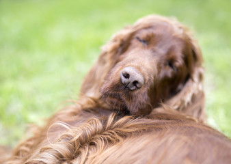Nose of a cute lazy sleeping Irish Setter dog with blank, copy space