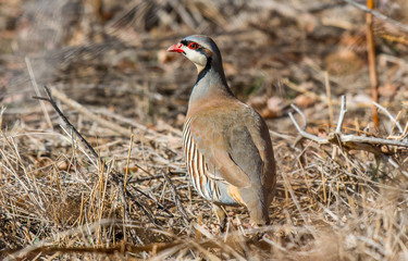A Chukar Foraging for Food and Calling for its Mate