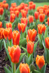 Red Tulips at Keukenhof, Lisse, Netherlands