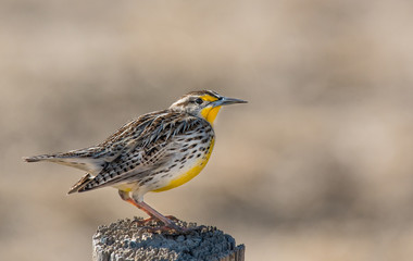 Western Meadowlark Perched on a Fence Post