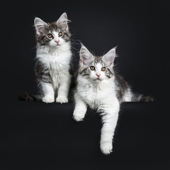  Duo of two black and brown tabby with white Maine Coon kittens isolated on black background, one sitting  and one laying down with one paw hanging over edge, both looking beside camera