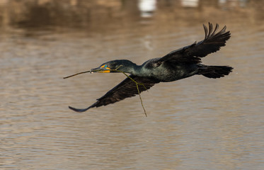 Double-crested Cormorant in Flight with Nesting Materials