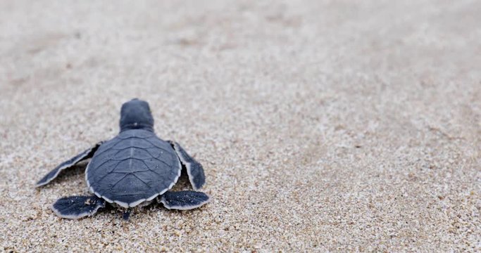 Closeup of little sea turtle crawls on the sand toward the sea at Pangumbahan beach, Sukabumi, West Java, Indonesia. Shot in 4k resolution