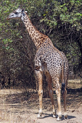 A Thornicroft's Giraffe with distinctive patterning