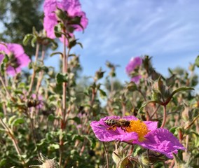 Zistrose mit Biene in Griechenland