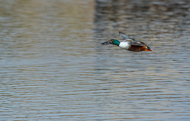 Northern Shoveler in Flight