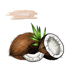 Vector background with  coconut . Hand drawn. Vintage style