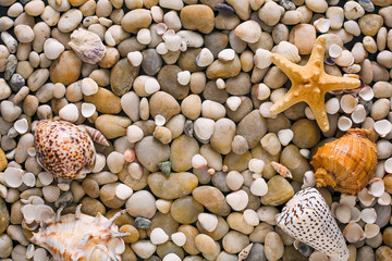 Seashells and pebbles background, natural seashore stones