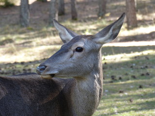 A deer in the natural park