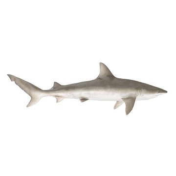 Blacknose Shark on white. Side view. 3D illustration