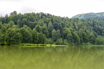 Big lake in forest