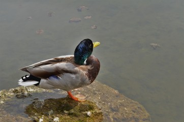 colorful male duck on a rock looks into the far distance in Germany