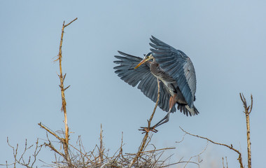 Great Blue Heron in Flight with Nesting Materials