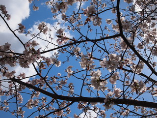 桜