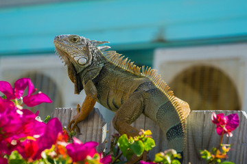 USA, Florida, Close up side view on a huge lizard, Iguana sitting on a fence between flowers